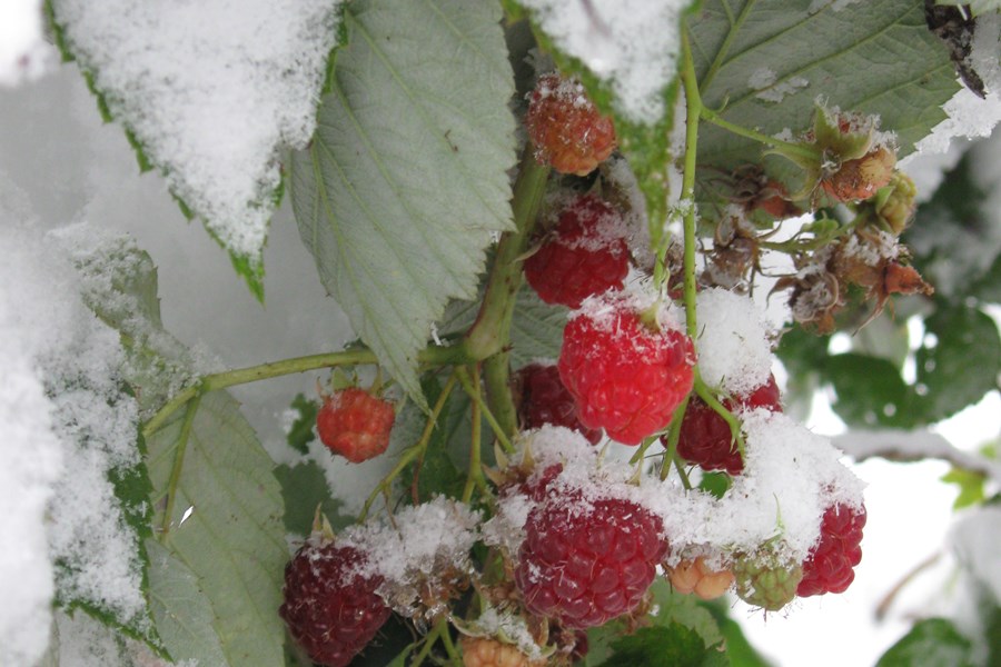 /home/Portals/0/UltraMediaGallery/483/2/thumbs/1.Raspberries in snow 10-2012.20151005113026.jpg
